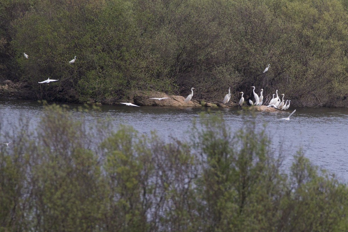 Great Egret - ML618365573