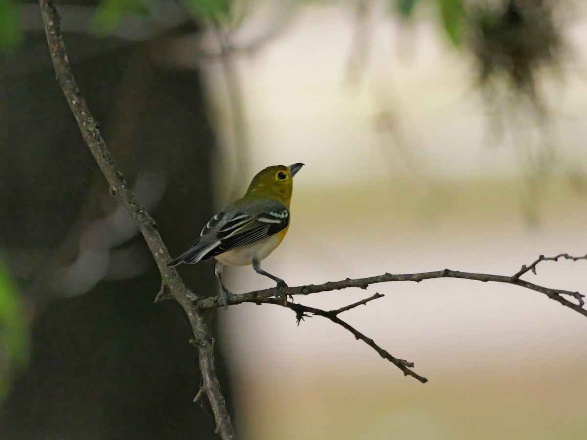 Yellow-throated Vireo - Pat and Tony Nastase