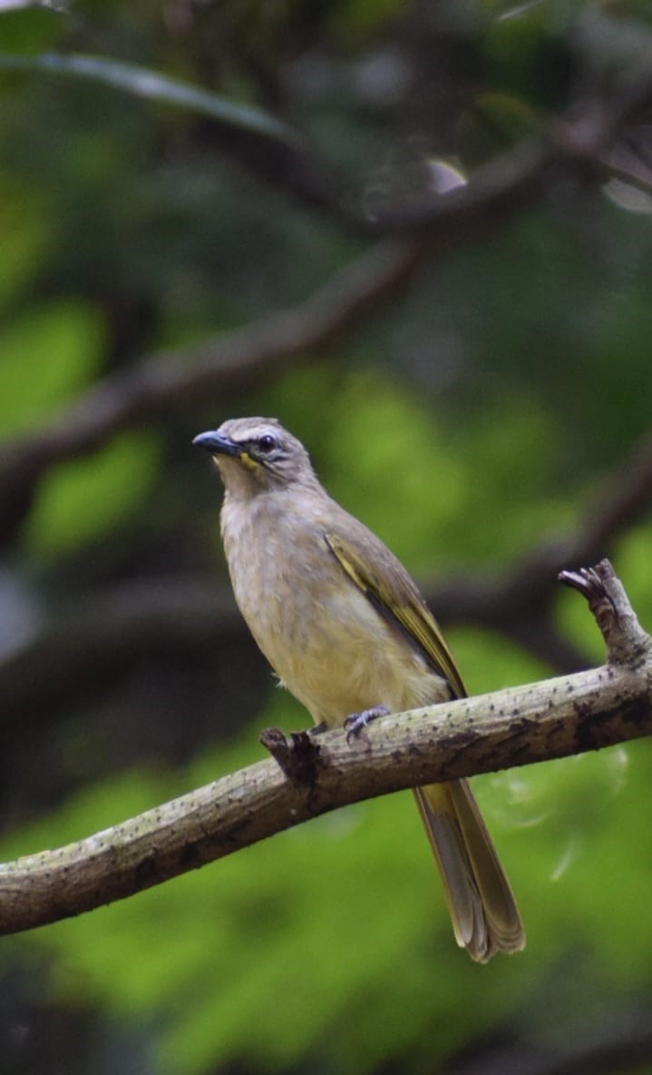 White-browed Bulbul - ML618365585