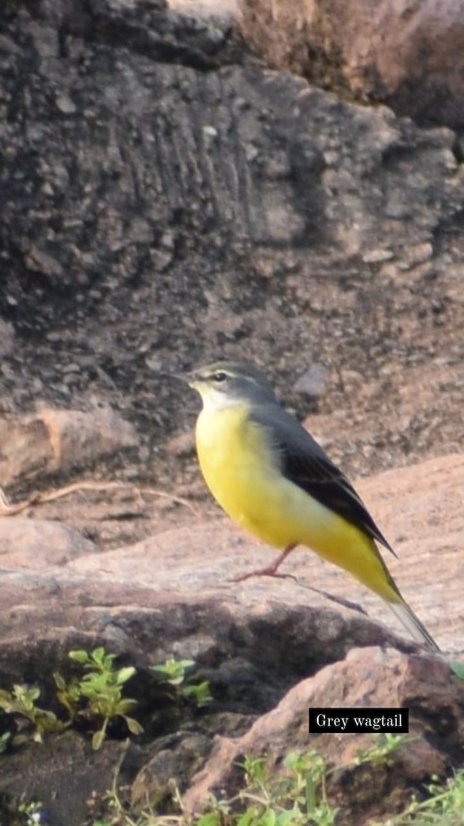 Gray Wagtail - Samarjit Nayak