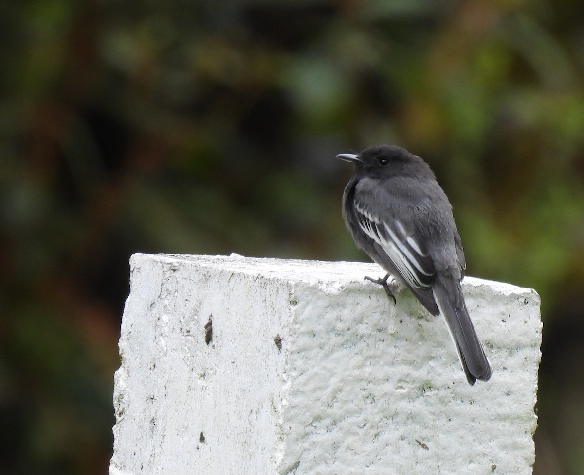 Black Phoebe - ML618365591
