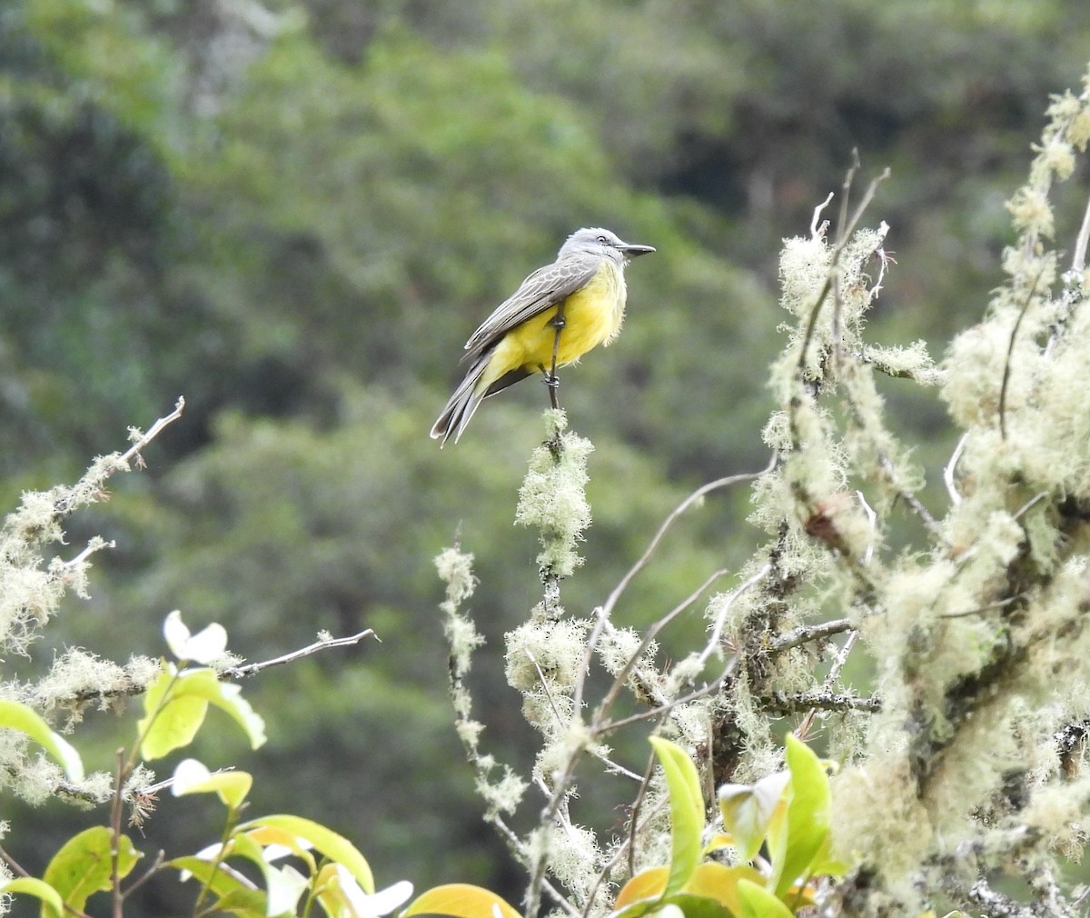 Tropical Kingbird - ML618365594