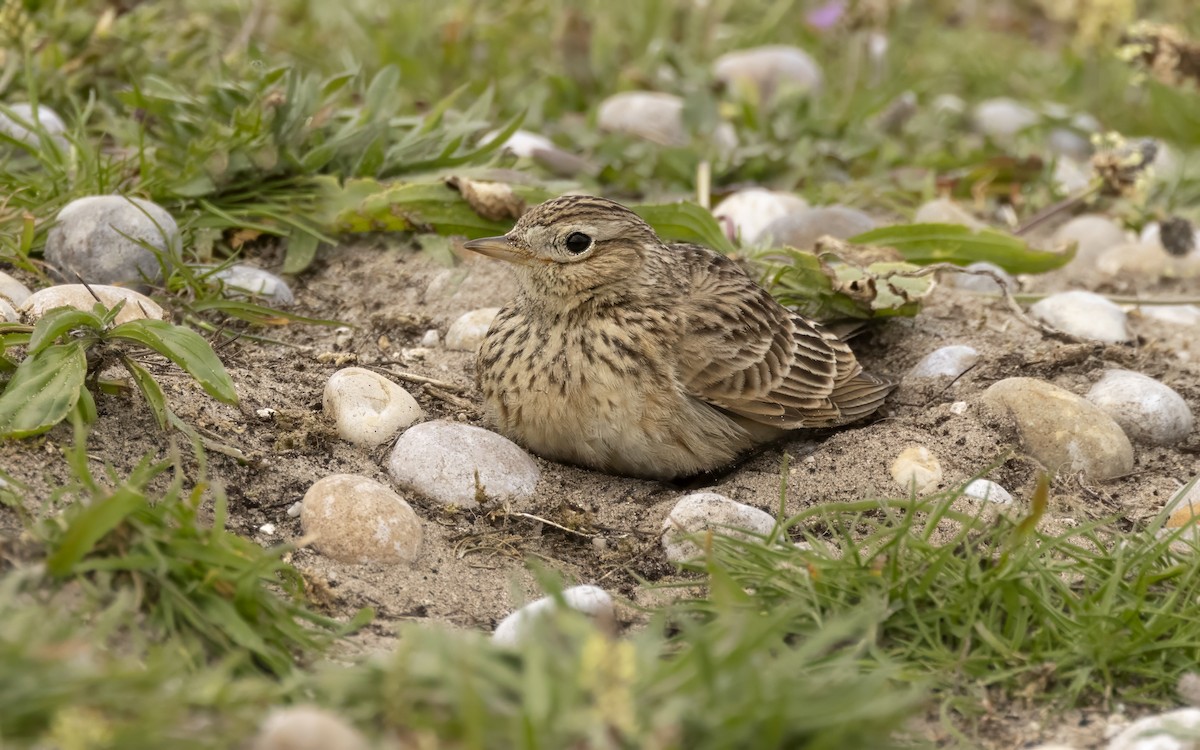 Eurasian Skylark - Bob  Wood