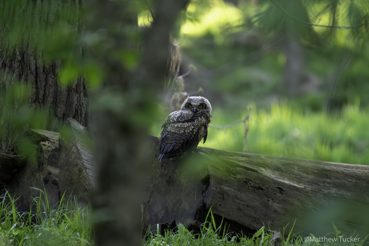 Great Horned Owl - ML618365597