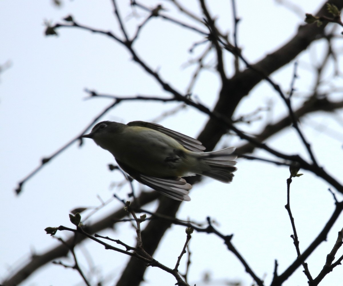 Blue-headed Vireo - Kate Schnurr