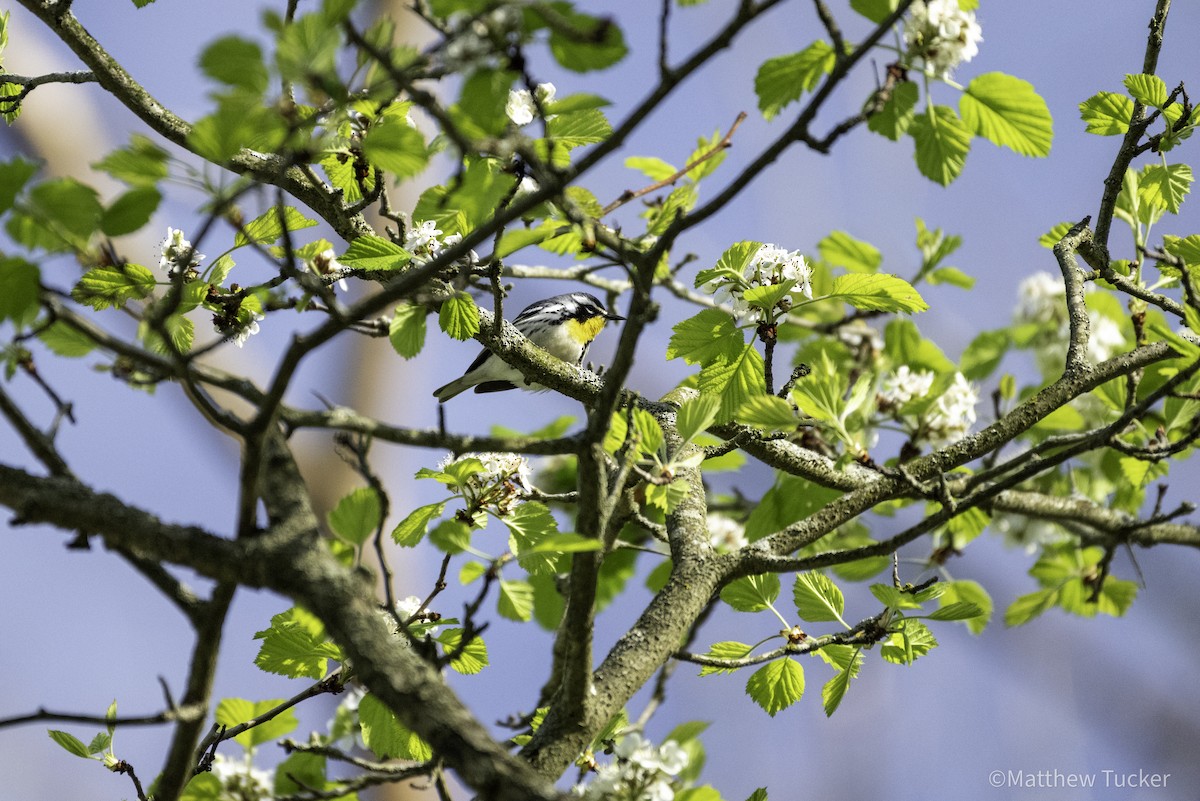 Yellow-throated Warbler - ML618365621