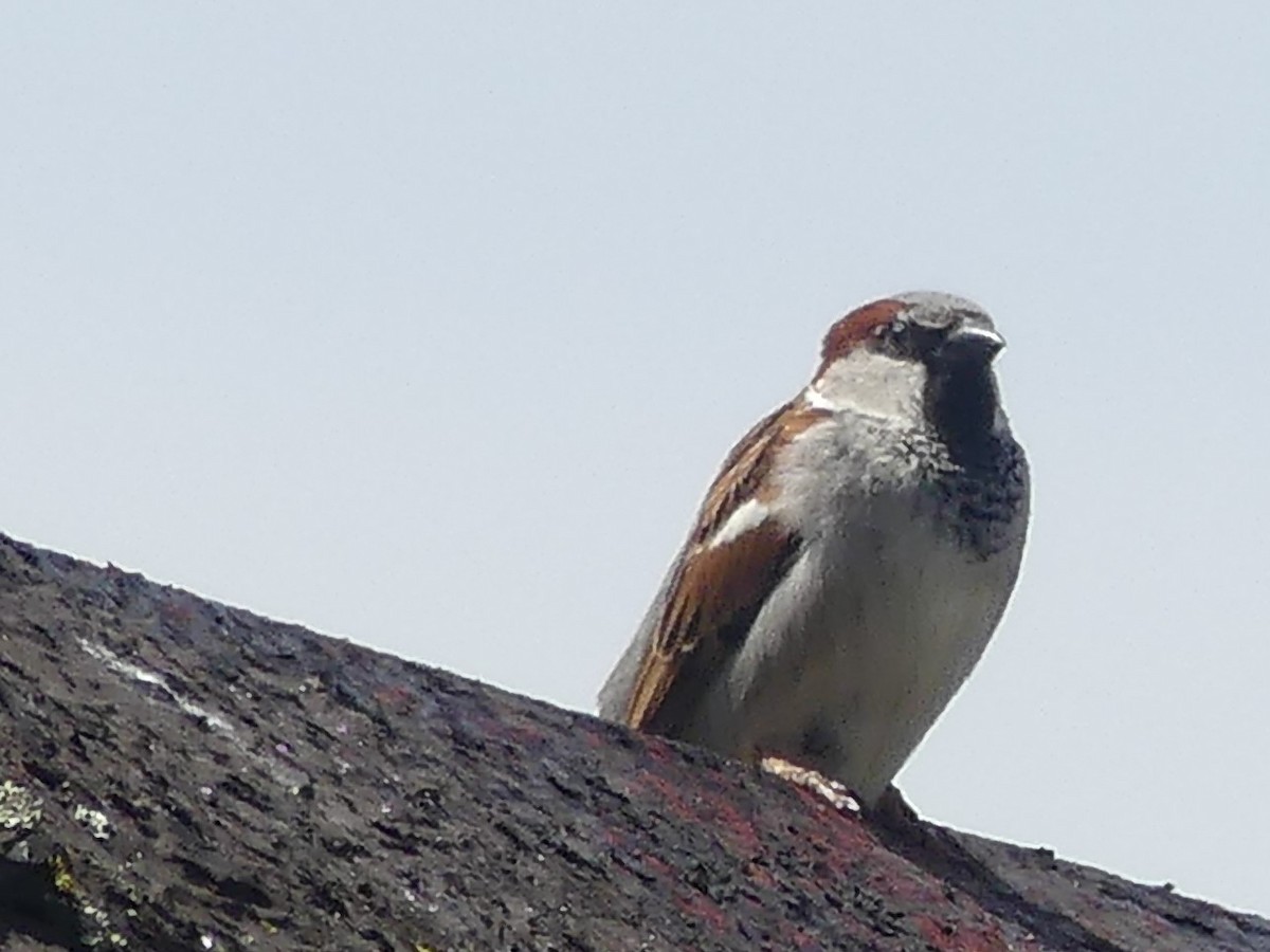 House Sparrow - Rachell Kazakos