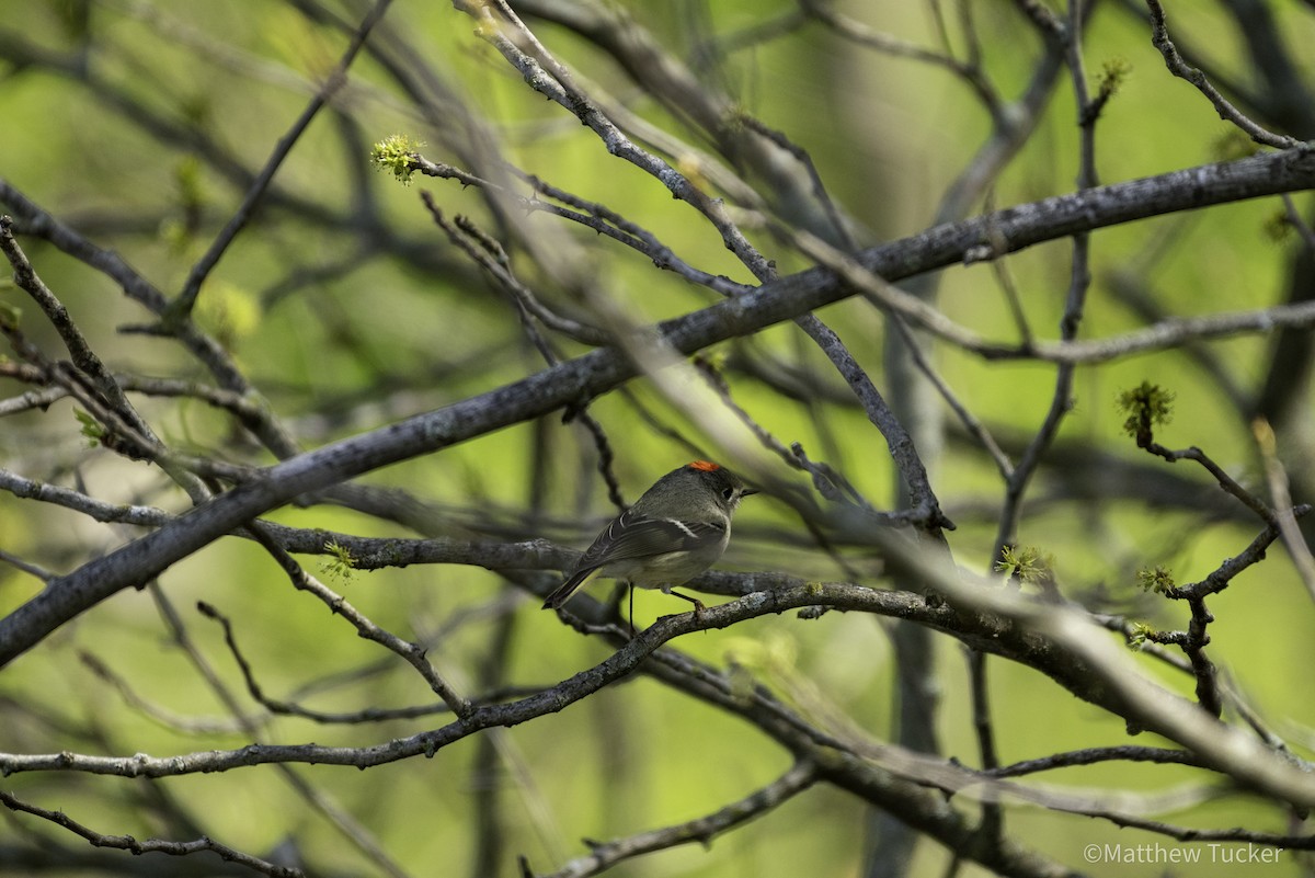 Ruby-crowned Kinglet - ML618365636