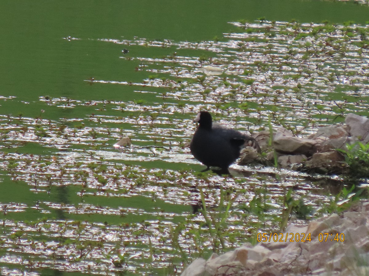 American Coot - ML618365640