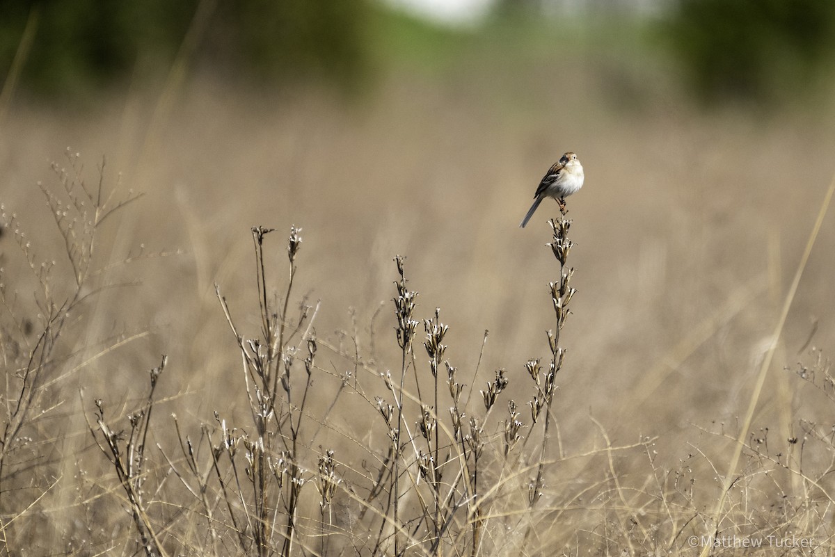 Field Sparrow - ML618365642