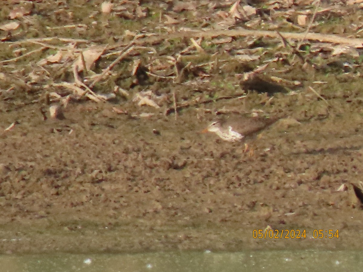 Spotted Sandpiper - Leon Book