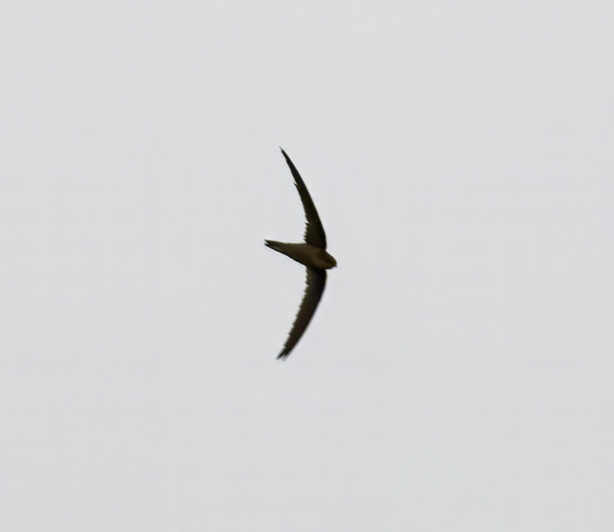 Asian Palm Swift - ML618365672