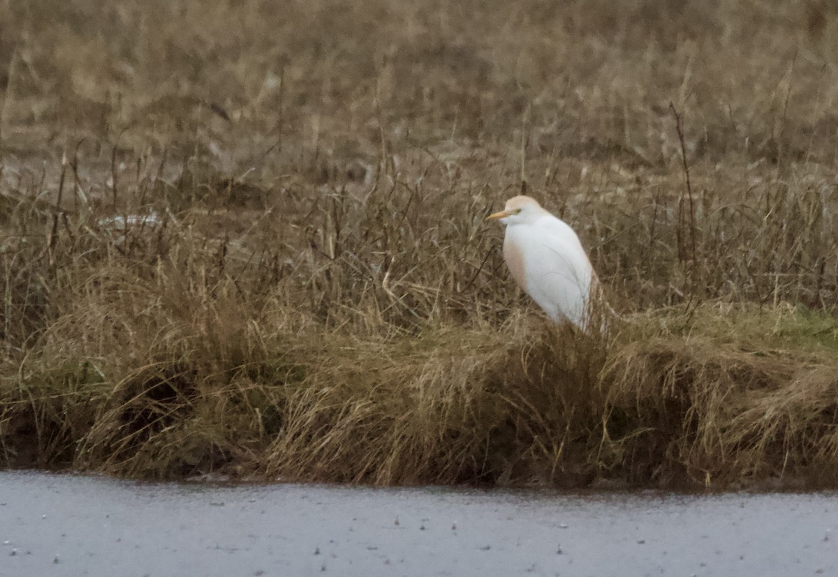 Western Cattle Egret - ML618365677