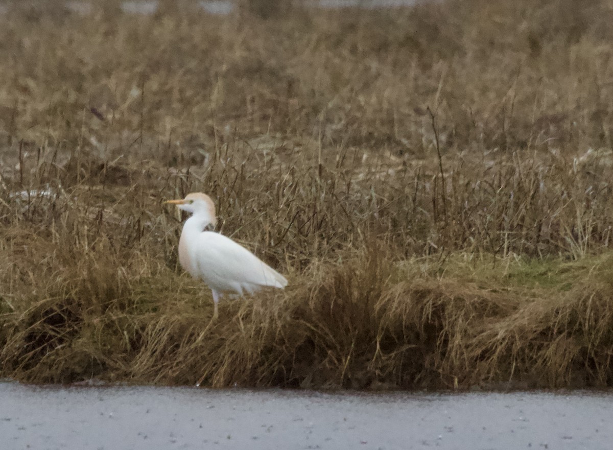 Western Cattle Egret - Shelley Vermillion