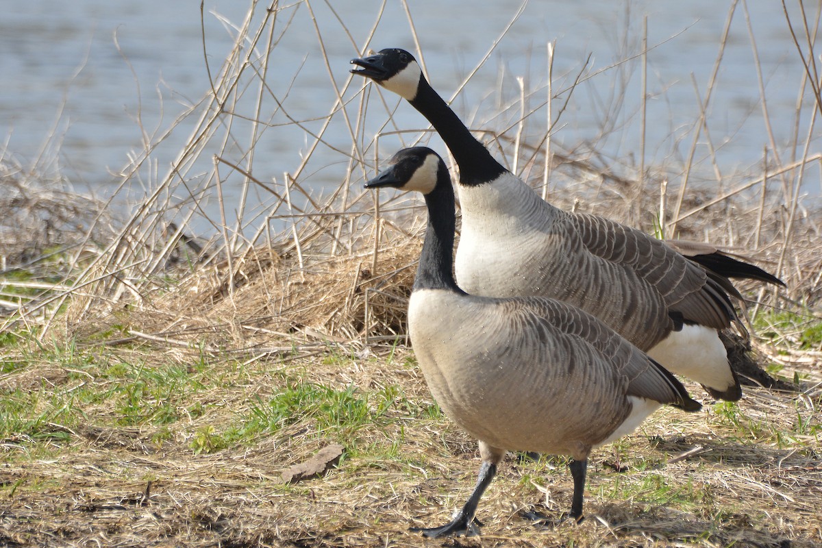 Canada Goose - Peter Wijnsouw