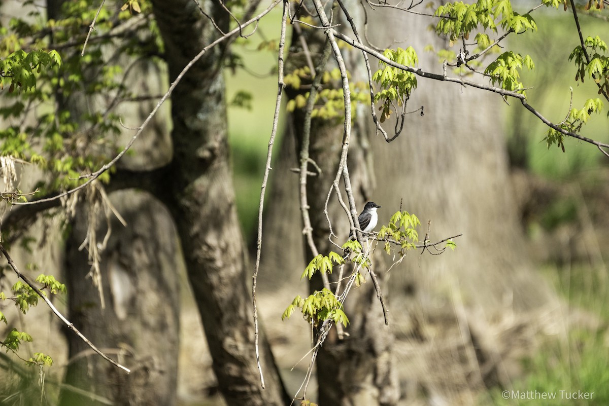 Eastern Kingbird - ML618365689