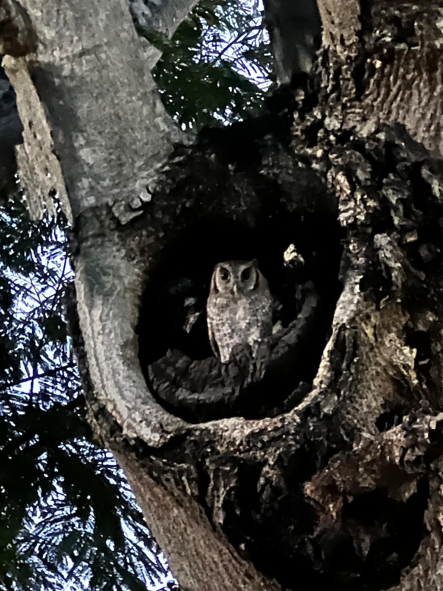 Tropical Screech-Owl - ML618365691