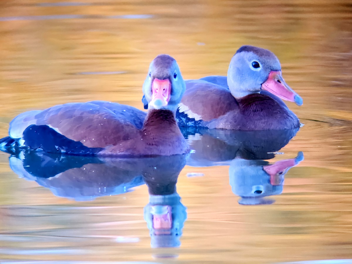 Black-bellied Whistling-Duck - ML618365701