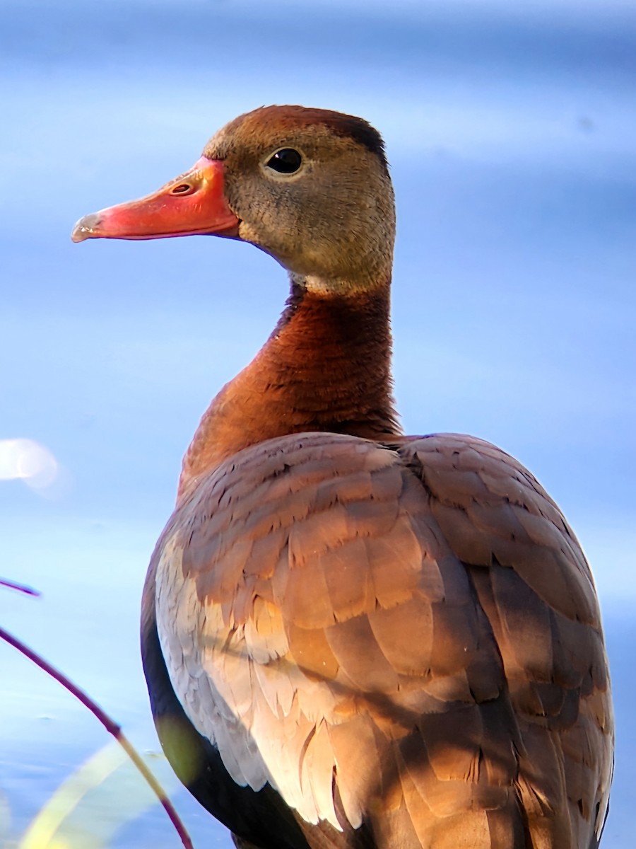 Dendrocygne à ventre noir - ML618365703