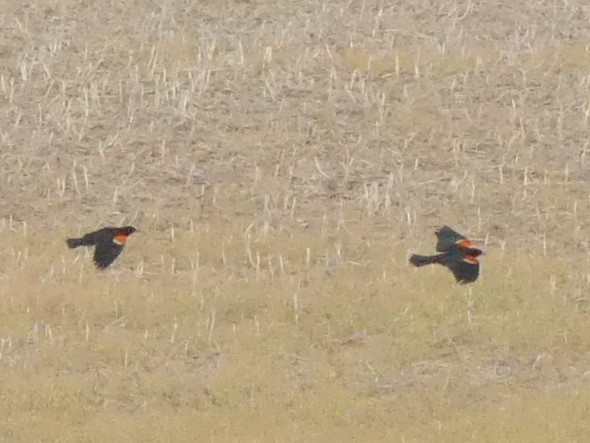 Red-winged Blackbird - Rachell Kazakos