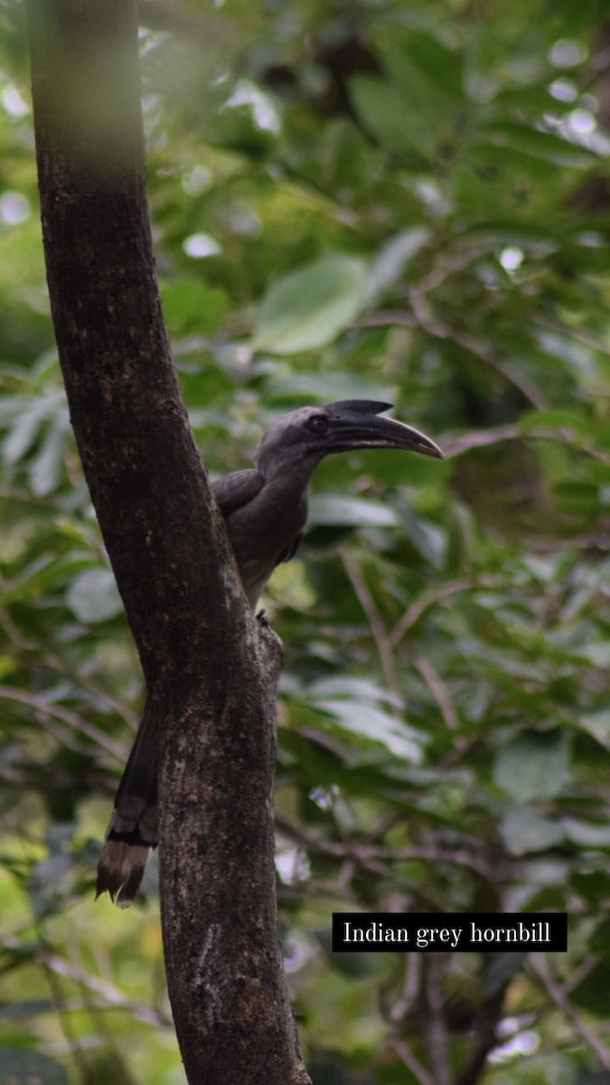 Indian Gray Hornbill - ML618365762