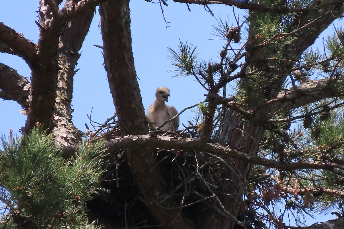 Red-tailed Hawk - ML618365777