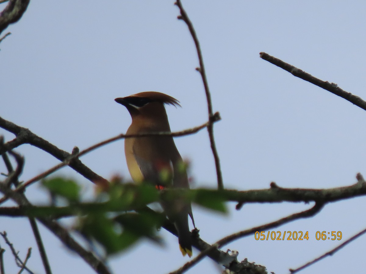 Cedar Waxwing - Leon Book