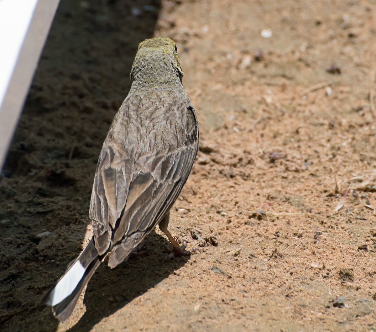 Cinereous Bunting - chandana roy