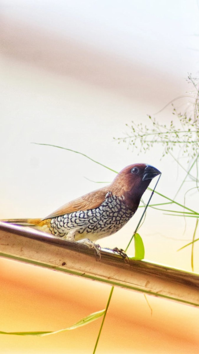 Scaly-breasted Munia - Samarjit Nayak