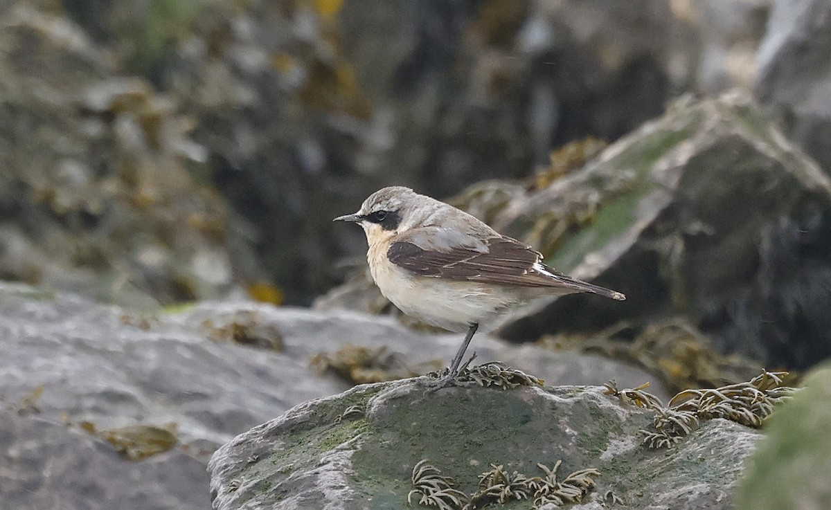 Northern Wheatear - ML618365888