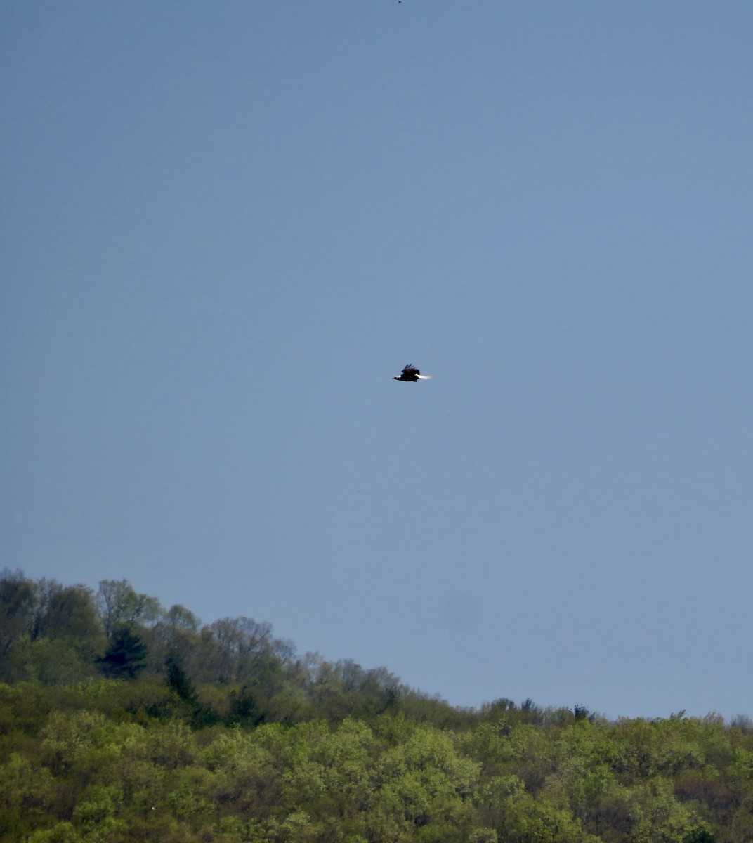 Bald Eagle - scott baldinger