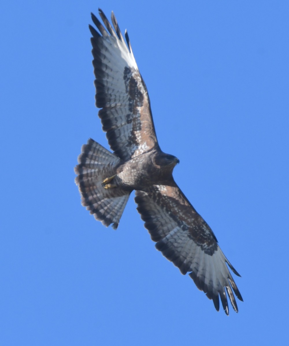 Common Buzzard (Steppe) - Gabriel Jamie