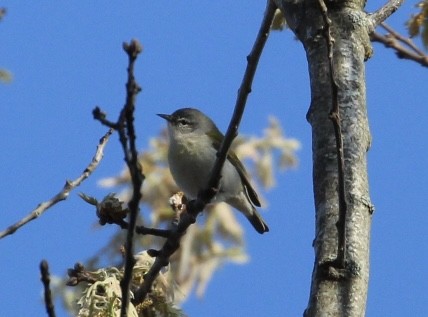 Tennessee Warbler - ML618365930