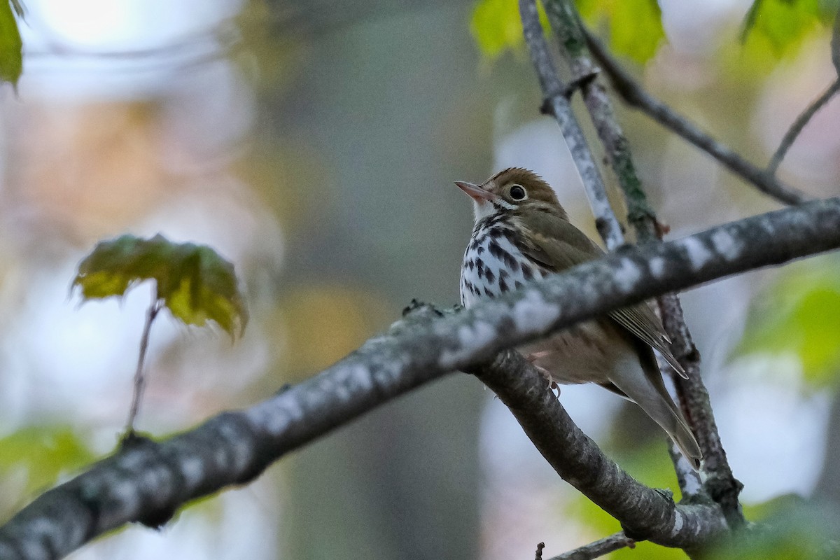 Ovenbird - ML618365943