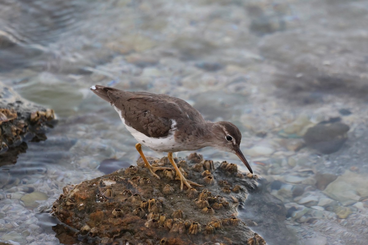 Spotted Sandpiper - Krishen Greenwell