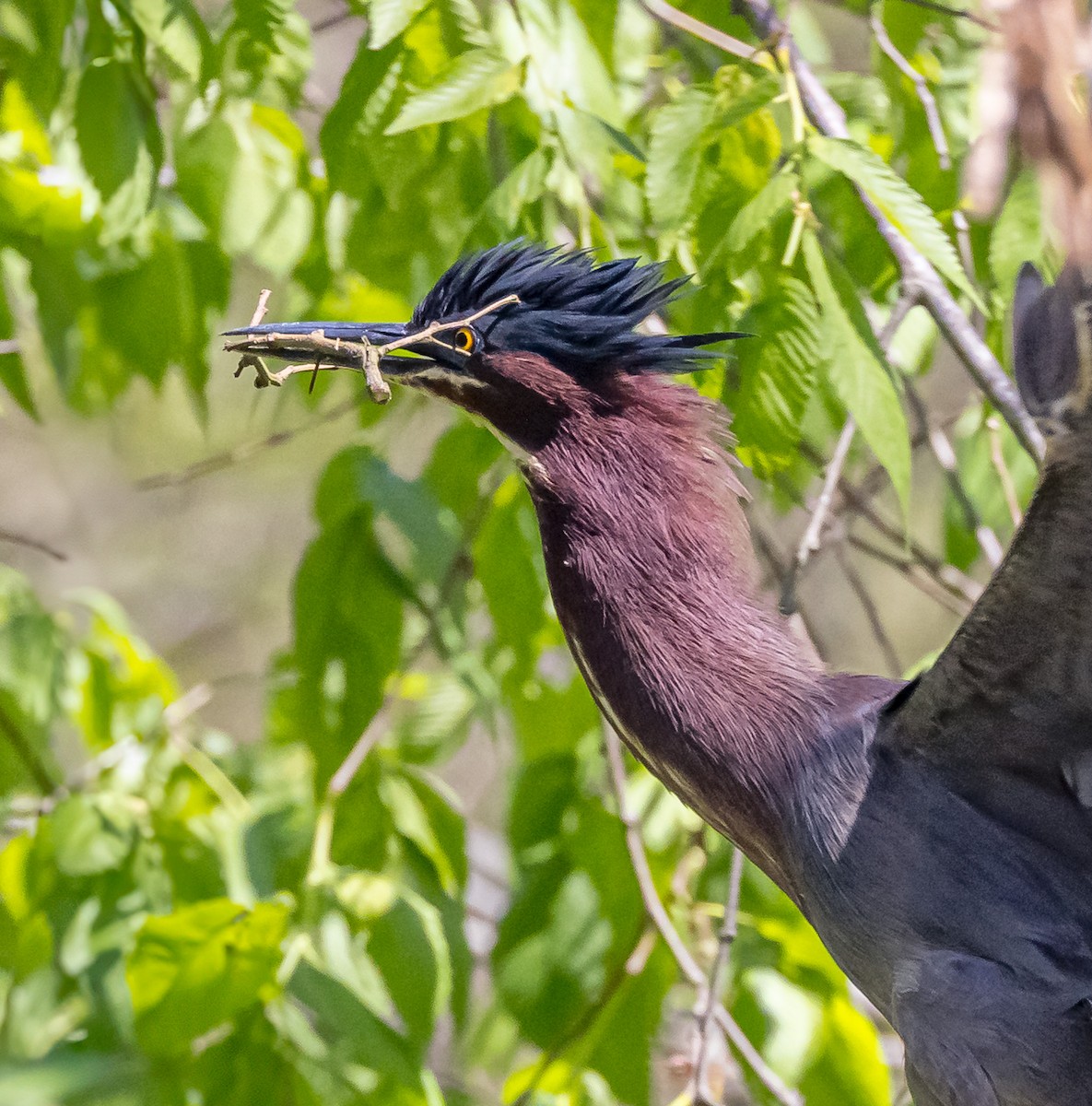 Green Heron - Mike Murphy