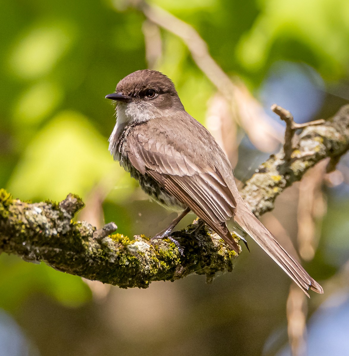 Eastern Phoebe - Mike Murphy