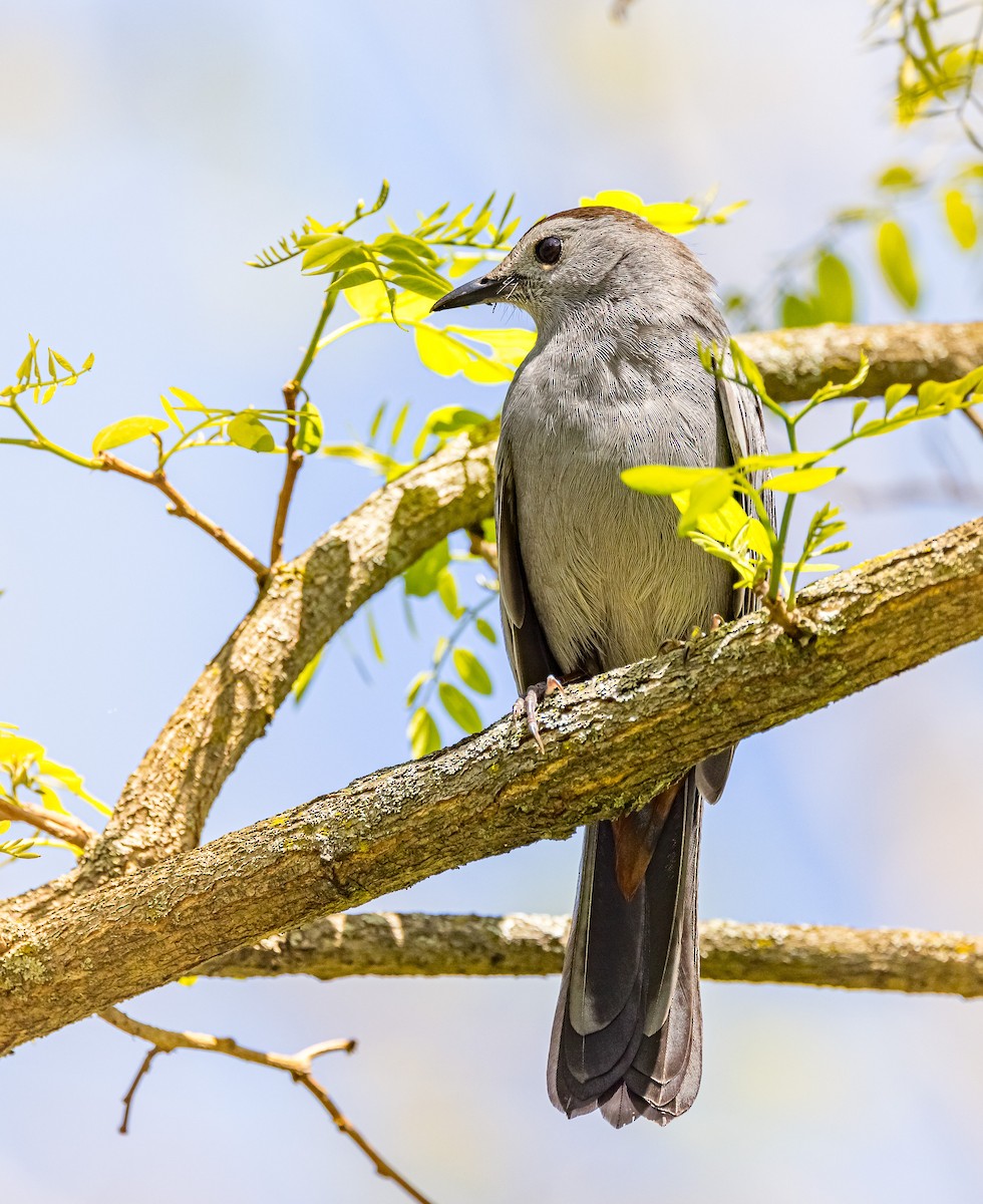 Gray Catbird - ML618365988