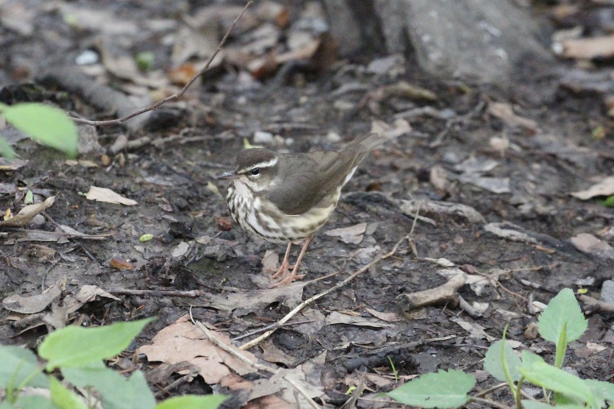 Louisiana Waterthrush - ML618365990