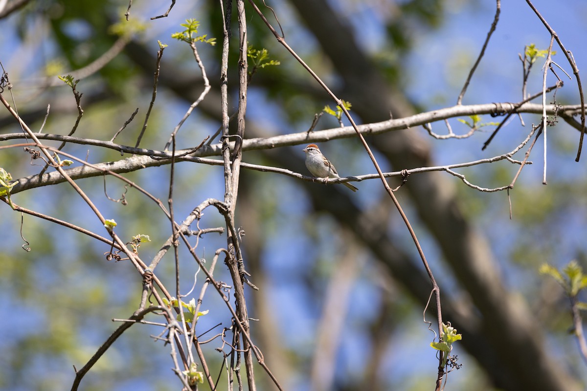 Chipping Sparrow - Mike Murphy