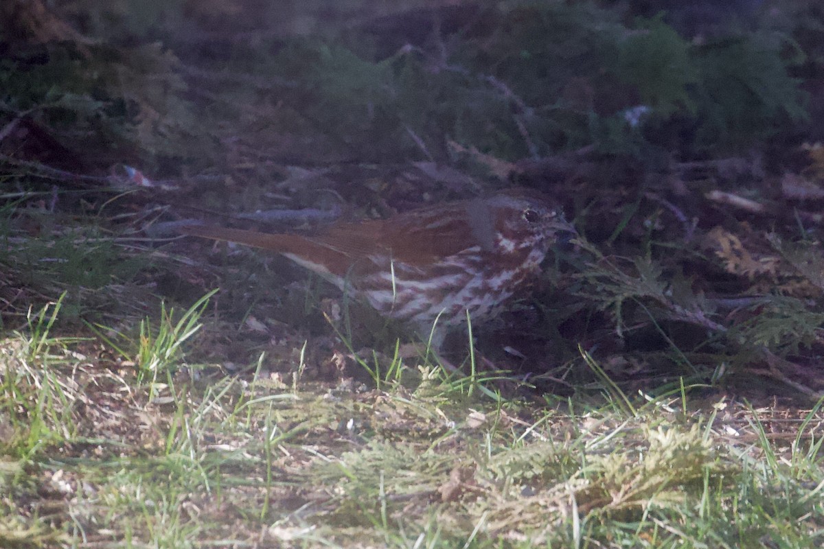 Fox Sparrow (Red) - Jonah Saitz