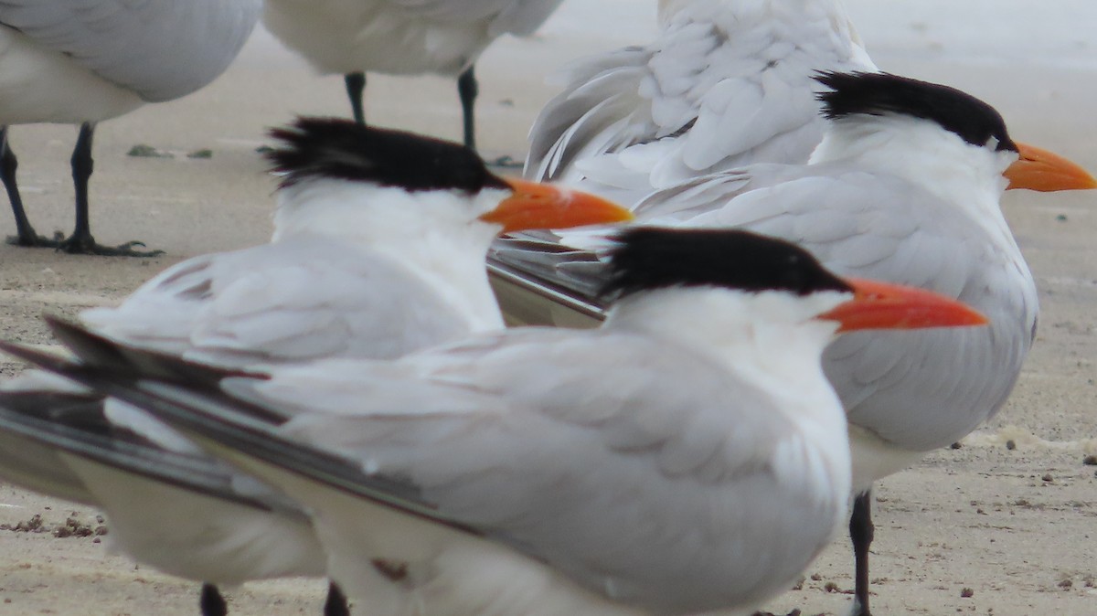 Royal Tern - ML618366038