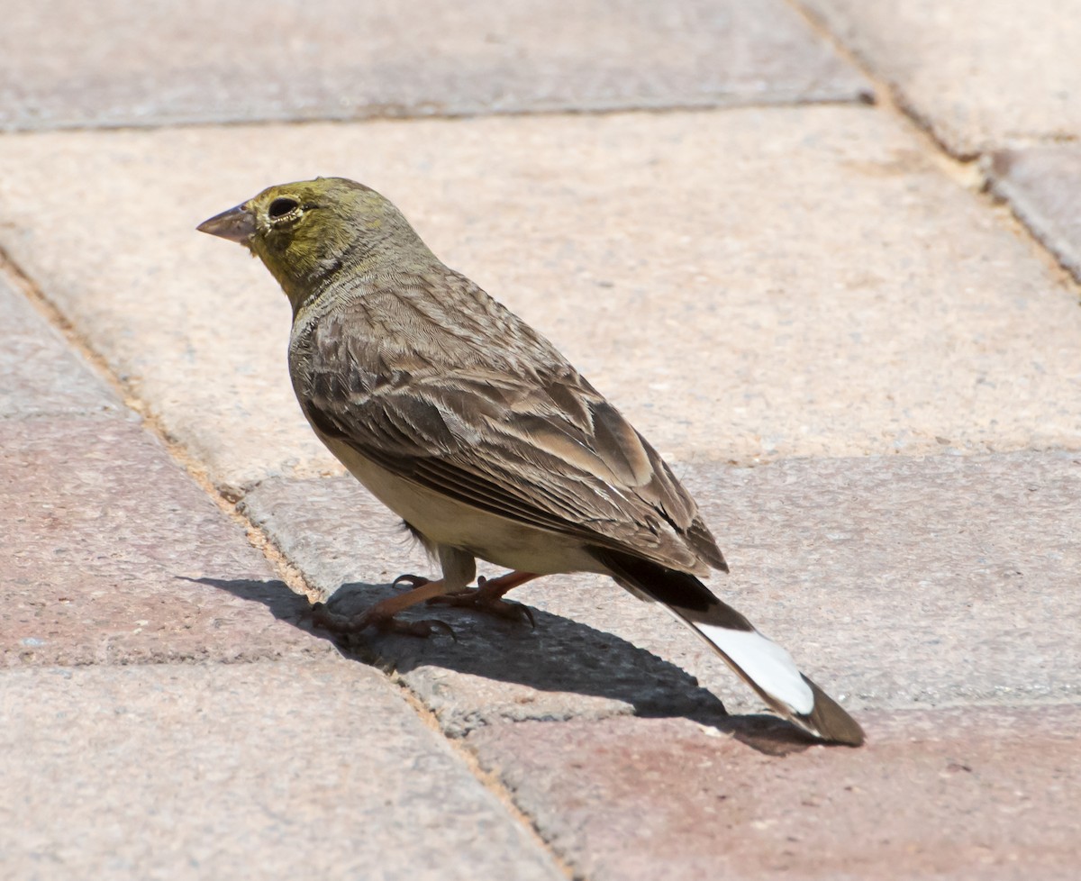 Cinereous Bunting - ML618366043