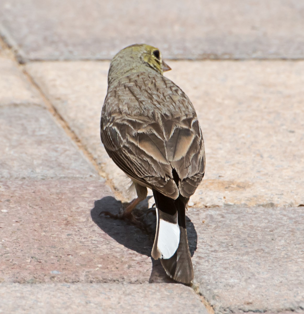 Cinereous Bunting - chandana roy