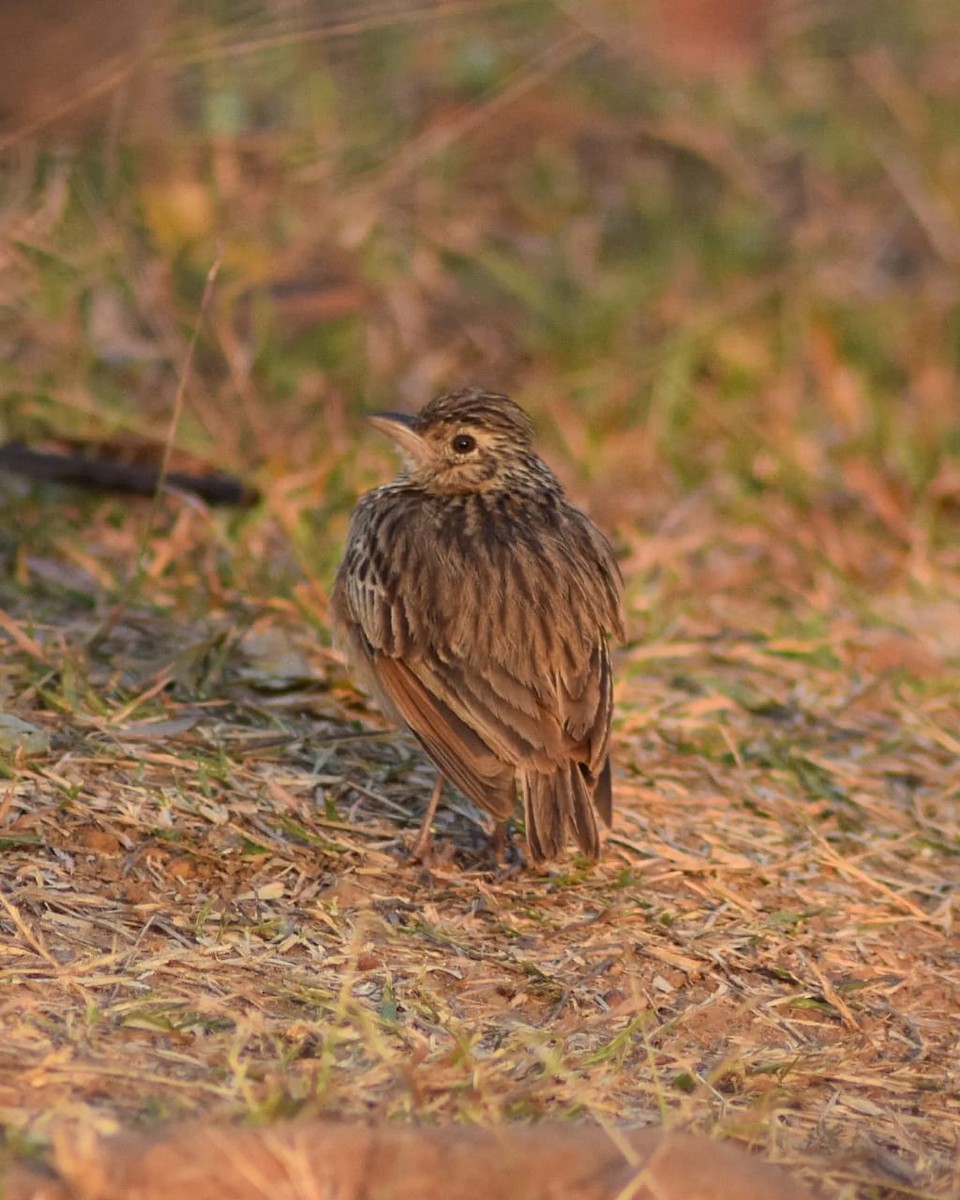 Jerdon's Bushlark - ML618366062