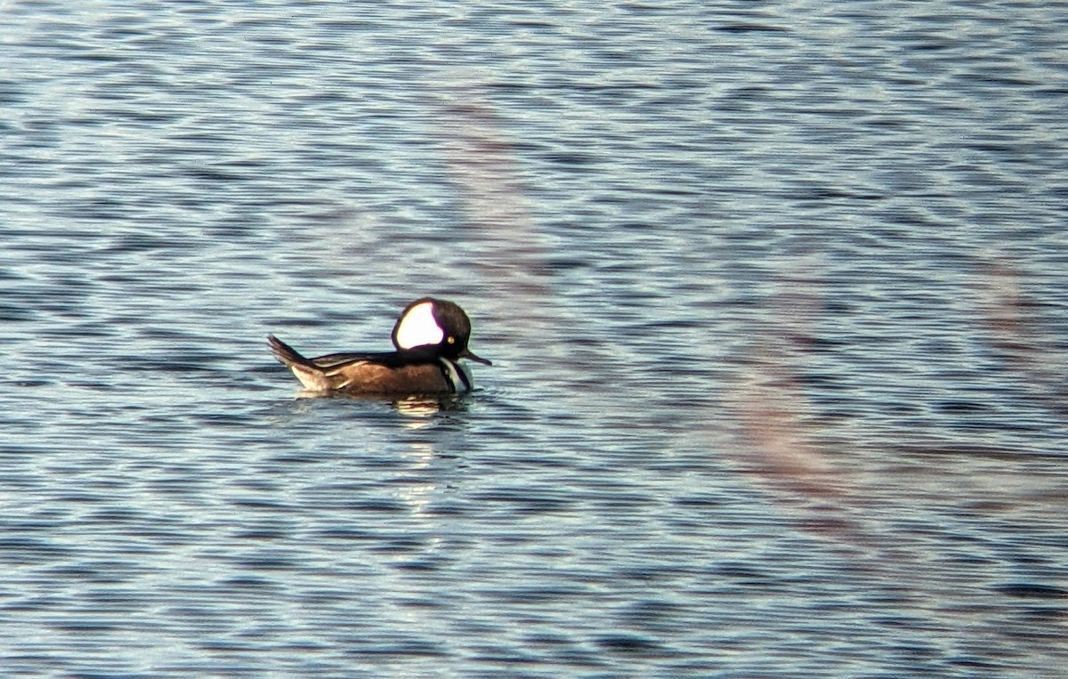 Hooded Merganser - ML618366084