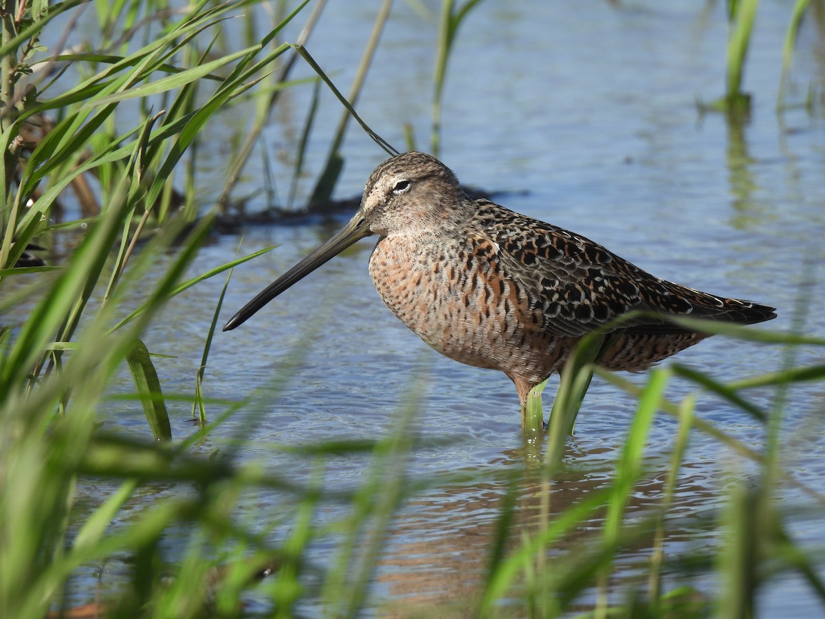 Long-billed Dowitcher - ML618366107
