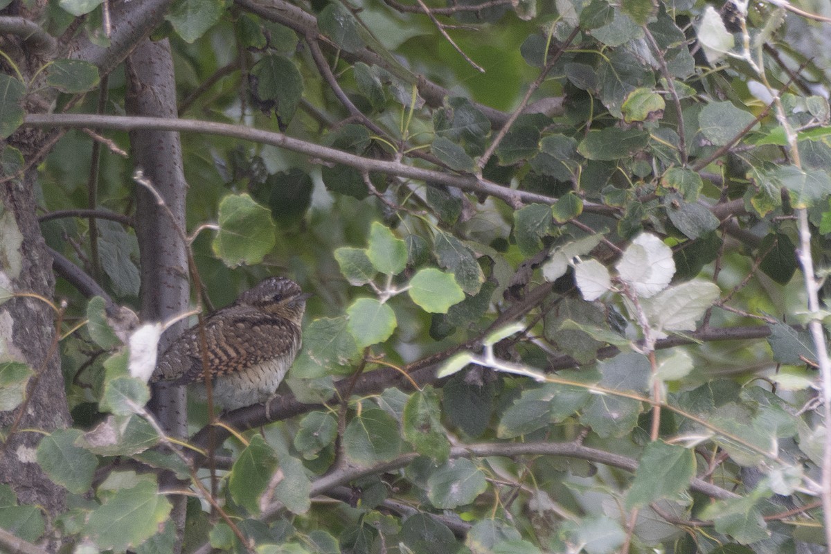 Eurasian Wryneck - Peter Wijnsouw