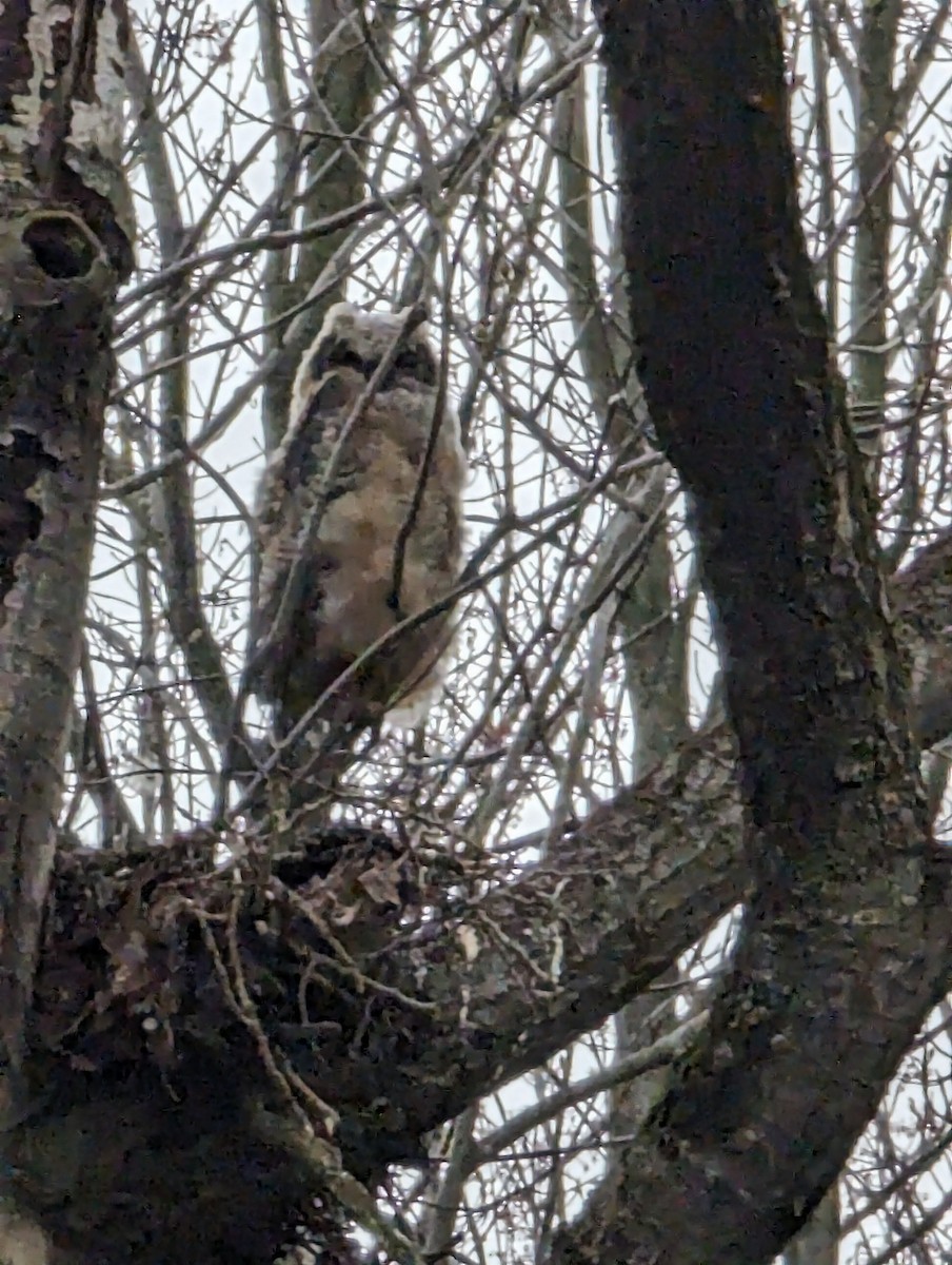 Great Horned Owl - Pierre Laliberte