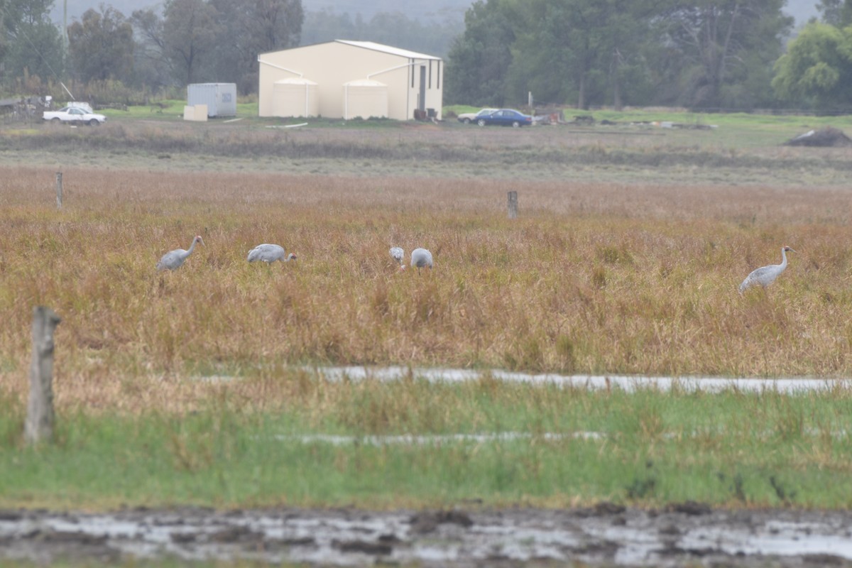 Grulla Brolga - ML618366143